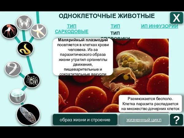 ОДНОКЛЕТОЧНЫЕ ЖИВОТНЫЕ ТИП ИНФУЗОРИИ ТИП ЖГУТИКОНОСЦЫ ТИП САРКОДОВЫЕ Х жизненный цикл