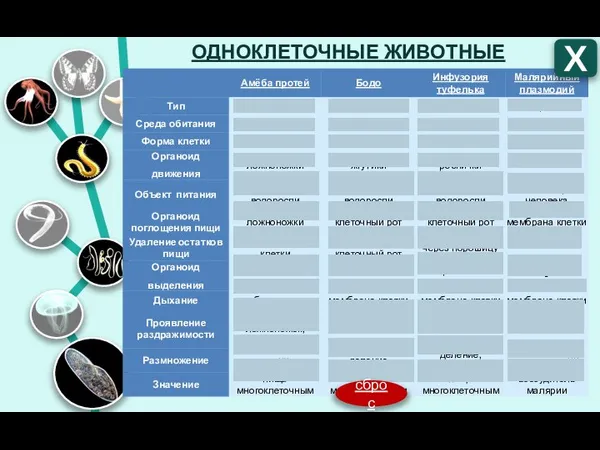 ОДНОКЛЕТОЧНЫЕ ЖИВОТНЫЕ Х сброс