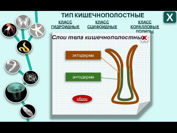 ТИП КИШЕЧНОПОЛОСТНЫЕ КЛАСС СЦИФОИДНЫЕ КЛАСС ГИДРОИДНЫЕ КЛАСС КОРАЛЛОВЫЕ ПОЛИПЫ Х Тело