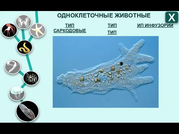 ОДНОКЛЕТОЧНЫЕ ЖИВОТНЫЕ ТИП ИНФУЗОРИИ ТИП ЖГУТИКОНОСЦЫ ТИП САРКОДОВЫЕ Х ТИП СПОРОВИКИ