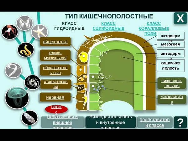 ТИП КИШЕЧНОПОЛОСТНЫЕ КЛАСС СЦИФОИДНЫЕ КЛАСС ГИДРОИДНЫЕ КЛАСС КОРАЛЛОВЫЕ ПОЛИПЫ Х образ