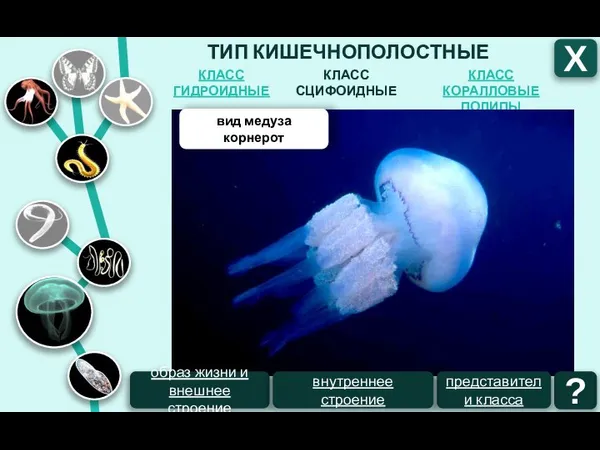 ТИП КИШЕЧНОПОЛОСТНЫЕ КЛАСС СЦИФОИДНЫЕ КЛАСС ГИДРОИДНЫЕ КЛАСС КОРАЛЛОВЫЕ ПОЛИПЫ Х вид