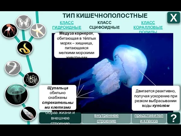 ТИП КИШЕЧНОПОЛОСТНЫЕ КЛАСС СЦИФОИДНЫЕ КЛАСС ГИДРОИДНЫЕ КЛАСС КОРАЛЛОВЫЕ ПОЛИПЫ Х Медуза