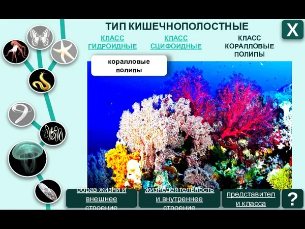 ТИП КИШЕЧНОПОЛОСТНЫЕ КЛАСС СЦИФОИДНЫЕ КЛАСС ГИДРОИДНЫЕ КЛАСС КОРАЛЛОВЫЕ ПОЛИПЫ Х коралловые