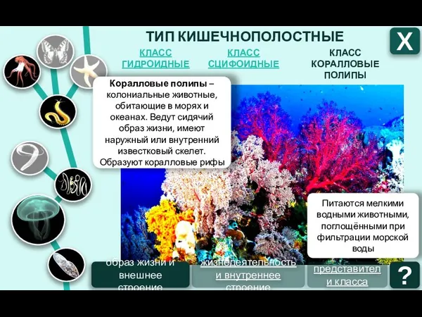 ТИП КИШЕЧНОПОЛОСТНЫЕ КЛАСС СЦИФОИДНЫЕ КЛАСС ГИДРОИДНЫЕ КЛАСС КОРАЛЛОВЫЕ ПОЛИПЫ Х Коралловые