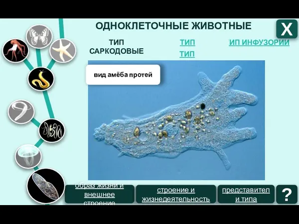 ОДНОКЛЕТОЧНЫЕ ЖИВОТНЫЕ ТИП ИНФУЗОРИИ ТИП ЖГУТИКОНОСЦЫ ТИП САРКОДОВЫЕ Х ТИП СПОРОВИКИ