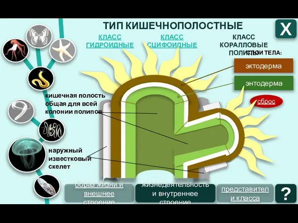 ТИП КИШЕЧНОПОЛОСТНЫЕ КЛАСС СЦИФОИДНЫЕ КЛАСС ГИДРОИДНЫЕ КЛАСС КОРАЛЛОВЫЕ ПОЛИПЫ Х образ