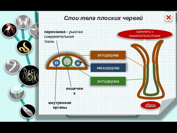 Тело из трёх слоёв клеток Двусторонняя симметрия ТИП ПЛОСКИЕ ЧЕРВИ КЛАСС