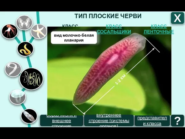 ТИП ПЛОСКИЕ ЧЕРВИ КЛАСС РЕСНИЧНЫЕ образ жизни и внешнее строение ?