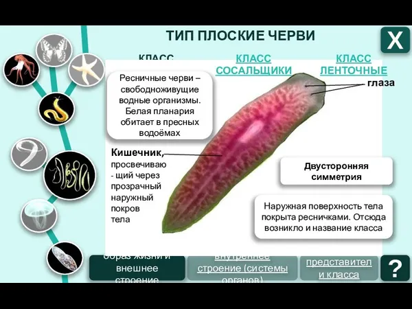 ТИП ПЛОСКИЕ ЧЕРВИ КЛАСС РЕСНИЧНЫЕ Х образ жизни и внешнее строение