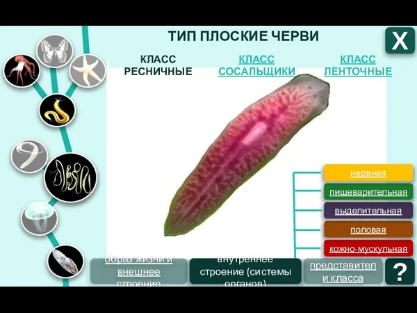 ТИП ПЛОСКИЕ ЧЕРВИ КЛАСС ЛЕНТОЧНЫЕ КЛАСС СОСАЛЬЩИКИ КЛАСС РЕСНИЧНЫЕ Х внутреннее