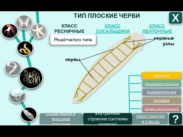 ТИП ПЛОСКИЕ ЧЕРВИ КЛАСС ЛЕНТОЧНЫЕ КЛАСС СОСАЛЬЩИКИ КЛАСС РЕСНИЧНЫЕ Х ?