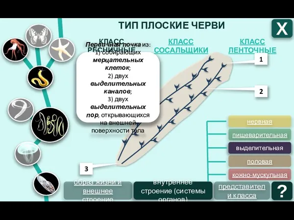 ТИП ПЛОСКИЕ ЧЕРВИ КЛАСС ЛЕНТОЧНЫЕ КЛАСС СОСАЛЬЩИКИ КЛАСС РЕСНИЧНЫЕ Х ?