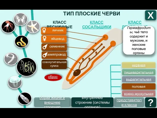 ТИП ПЛОСКИЕ ЧЕРВИ КЛАСС ЛЕНТОЧНЫЕ КЛАСС СОСАЛЬЩИКИ КЛАСС РЕСНИЧНЫЕ Х ?