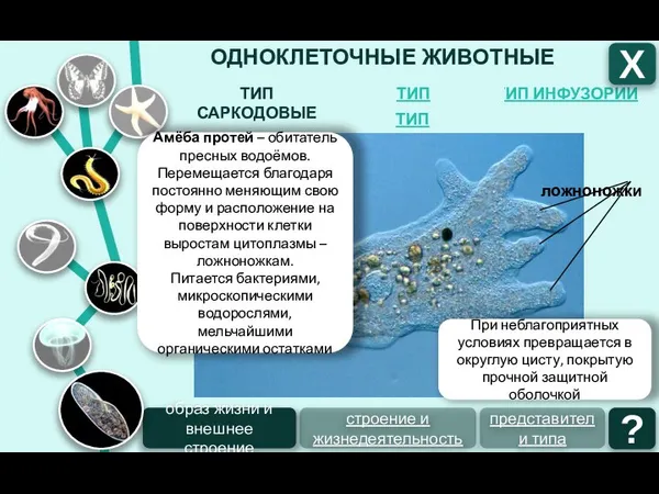 ОДНОКЛЕТОЧНЫЕ ЖИВОТНЫЕ ТИП ИНФУЗОРИИ ТИП ЖГУТИКОНОСЦЫ ТИП САРКОДОВЫЕ Х ТИП СПОРОВИКИ