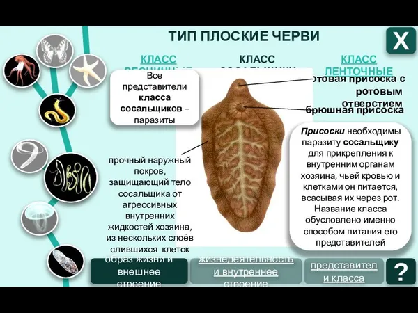 ТИП ПЛОСКИЕ ЧЕРВИ КЛАСС ЛЕНТОЧНЫЕ КЛАСС СОСАЛЬЩИКИ КЛАСС РЕСНИЧНЫЕ Х образ