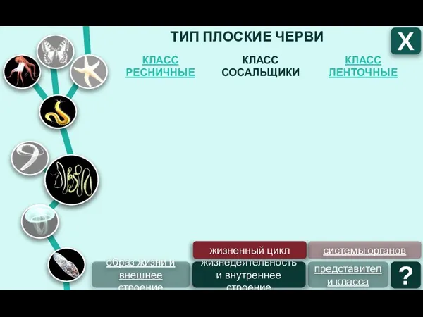 ТИП ПЛОСКИЕ ЧЕРВИ КЛАСС ЛЕНТОЧНЫЕ КЛАСС СОСАЛЬЩИКИ КЛАСС РЕСНИЧНЫЕ Х образ