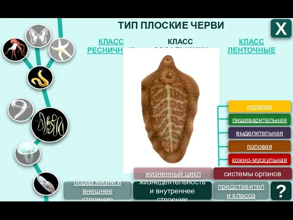 ТИП ПЛОСКИЕ ЧЕРВИ КЛАСС ЛЕНТОЧНЫЕ КЛАСС СОСАЛЬЩИКИ КЛАСС РЕСНИЧНЫЕ Х образ