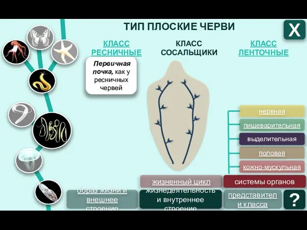 ТИП ПЛОСКИЕ ЧЕРВИ КЛАСС ЛЕНТОЧНЫЕ КЛАСС СОСАЛЬЩИКИ КЛАСС РЕСНИЧНЫЕ Х образ