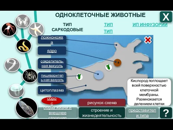 ОДНОКЛЕТОЧНЫЕ ЖИВОТНЫЕ ТИП ИНФУЗОРИИ ТИП ЖГУТИКОНОСЦЫ ТИП САРКОДОВЫЕ Х ТИП СПОРОВИКИ