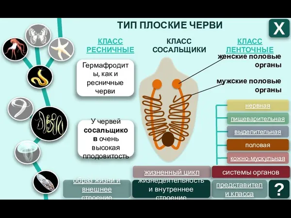 ТИП ПЛОСКИЕ ЧЕРВИ КЛАСС ЛЕНТОЧНЫЕ КЛАСС СОСАЛЬЩИКИ КЛАСС РЕСНИЧНЫЕ Х образ