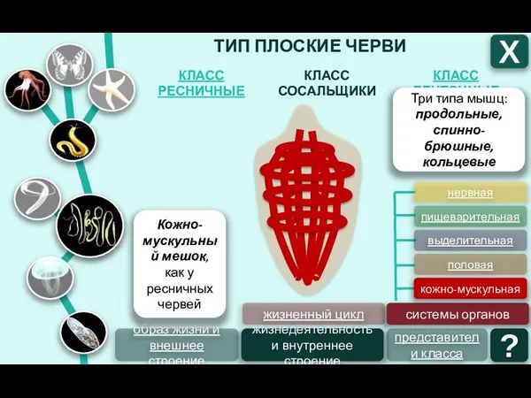 ТИП ПЛОСКИЕ ЧЕРВИ КЛАСС ЛЕНТОЧНЫЕ КЛАСС СОСАЛЬЩИКИ КЛАСС РЕСНИЧНЫЕ Х образ