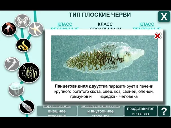 ТИП ПЛОСКИЕ ЧЕРВИ КЛАСС ЛЕНТОЧНЫЕ КЛАСС СОСАЛЬЩИКИ КЛАСС РЕСНИЧНЫЕ Х образ