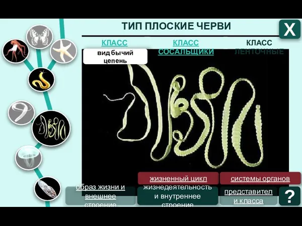 ТИП ПЛОСКИЕ ЧЕРВИ КЛАСС ЛЕНТОЧНЫЕ КЛАСС СОСАЛЬЩИКИ КЛАСС РЕСНИЧНЫЕ Х образ