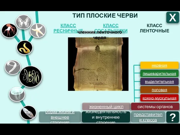 ТИП ПЛОСКИЕ ЧЕРВИ КЛАСС ЛЕНТОЧНЫЕ КЛАСС СОСАЛЬЩИКИ КЛАСС РЕСНИЧНЫЕ Х образ