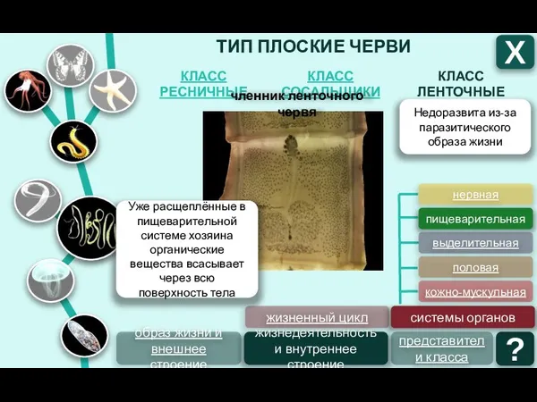 ТИП ПЛОСКИЕ ЧЕРВИ КЛАСС ЛЕНТОЧНЫЕ КЛАСС СОСАЛЬЩИКИ КЛАСС РЕСНИЧНЫЕ Х образ