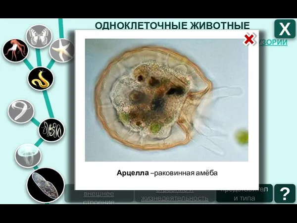 ОДНОКЛЕТОЧНЫЕ ЖИВОТНЫЕ ТИП ИНФУЗОРИИ ТИП ЖГУТИКОНОСЦЫ ТИП САРКОДОВЫЕ Х ТИП СПОРОВИКИ