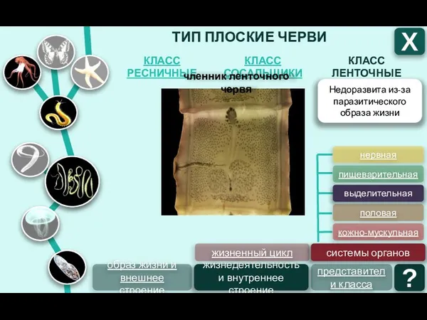 ТИП ПЛОСКИЕ ЧЕРВИ КЛАСС ЛЕНТОЧНЫЕ КЛАСС СОСАЛЬЩИКИ КЛАСС РЕСНИЧНЫЕ Х образ