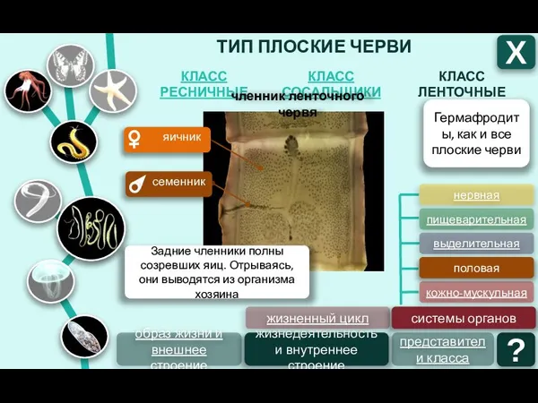 ТИП ПЛОСКИЕ ЧЕРВИ КЛАСС ЛЕНТОЧНЫЕ КЛАСС СОСАЛЬЩИКИ КЛАСС РЕСНИЧНЫЕ Х образ