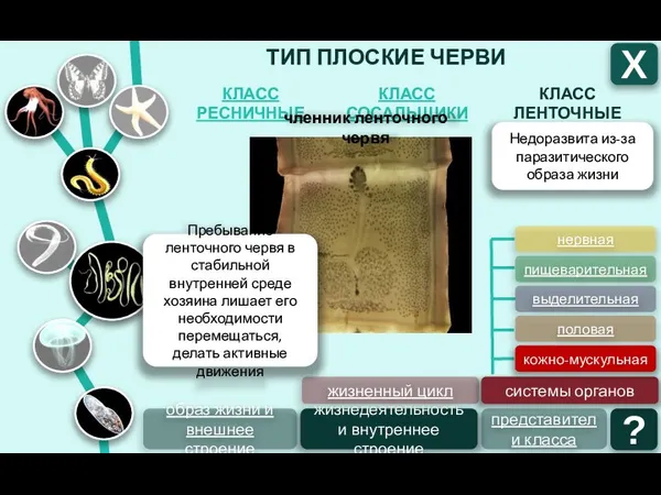 ТИП ПЛОСКИЕ ЧЕРВИ КЛАСС ЛЕНТОЧНЫЕ КЛАСС СОСАЛЬЩИКИ КЛАСС РЕСНИЧНЫЕ Х образ