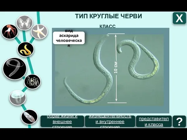 ТИП КРУГЛЫЕ ЧЕРВИ Х КЛАСС НЕМАТОДЫ вид аскарида человеческая 10 см