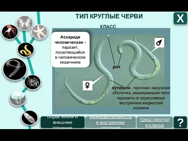 ТИП КРУГЛЫЕ ЧЕРВИ Х КЛАСС НЕМАТОДЫ рот Аскарида человеческая – паразит,