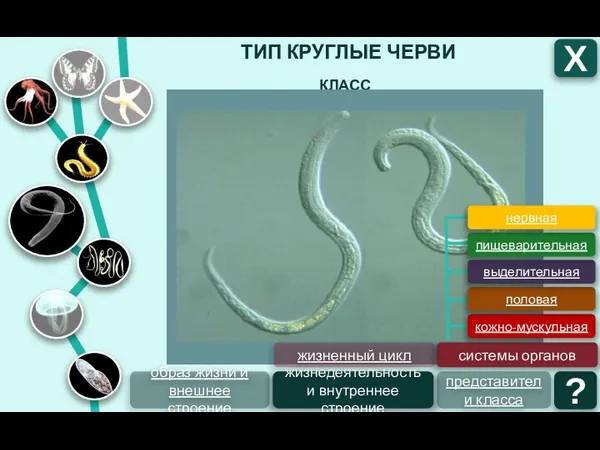 ТИП КРУГЛЫЕ ЧЕРВИ Х КЛАСС НЕМАТОДЫ образ жизни и внешнее строение