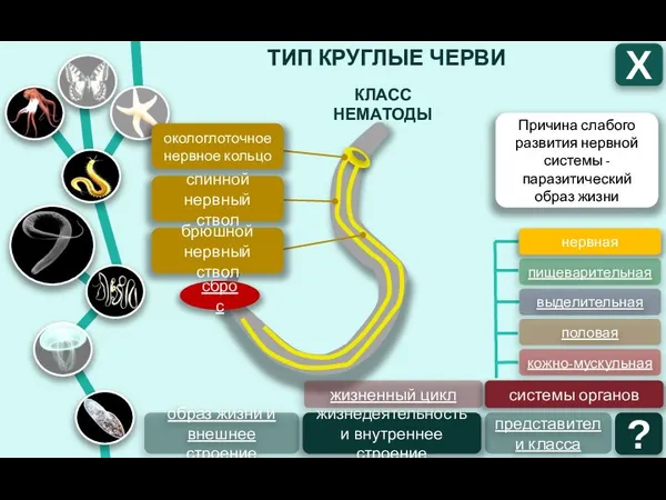 ТИП КРУГЛЫЕ ЧЕРВИ Х КЛАСС НЕМАТОДЫ образ жизни и внешнее строение