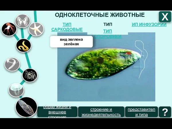 ОДНОКЛЕТОЧНЫЕ ЖИВОТНЫЕ ТИП ИНФУЗОРИИ ТИП ЖГУТИКОНОСЦЫ ТИП САРКОДОВЫЕ Х ТИП СПОРОВИКИ