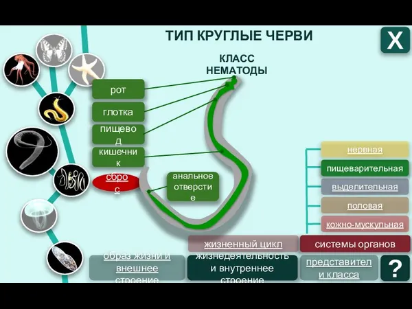 ТИП КРУГЛЫЕ ЧЕРВИ Х КЛАСС НЕМАТОДЫ образ жизни и внешнее строение