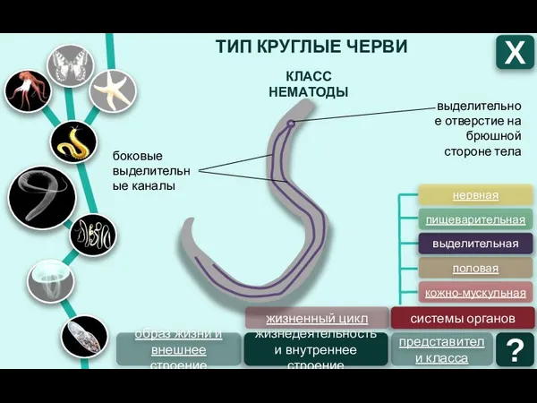 ТИП КРУГЛЫЕ ЧЕРВИ Х КЛАСС НЕМАТОДЫ образ жизни и внешнее строение