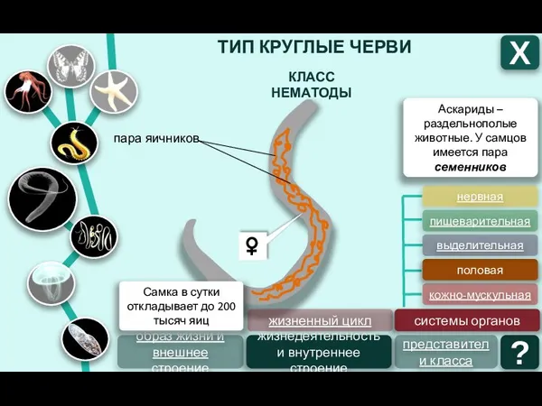 ТИП КРУГЛЫЕ ЧЕРВИ Х КЛАСС НЕМАТОДЫ образ жизни и внешнее строение