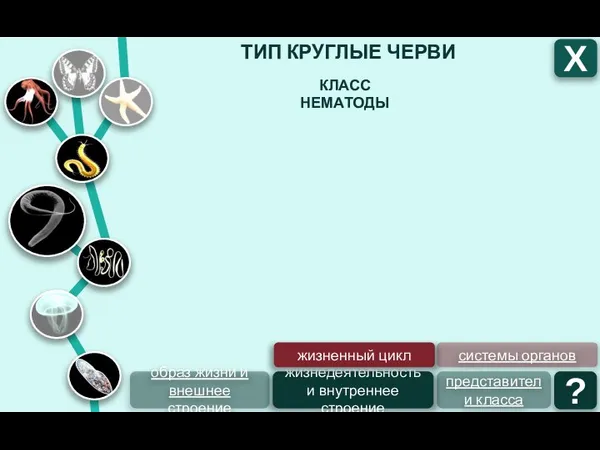 ТИП КРУГЛЫЕ ЧЕРВИ Х КЛАСС НЕМАТОДЫ образ жизни и внешнее строение