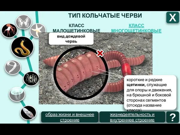 ТИП КОЛЬЧАТЫЕ ЧЕРВИ КЛАСС МНОГОЩЕТИНКОВЫЕ КЛАСС МАЛОЩЕТИНКОВЫЕ Х вид дождевой червь