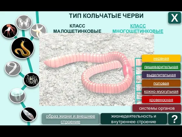 ТИП КОЛЬЧАТЫЕ ЧЕРВИ КЛАСС МНОГОЩЕТИНКОВЫЕ КЛАСС МАЛОЩЕТИНКОВЫЕ Х образ жизни и