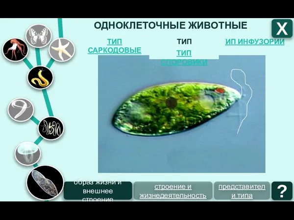 ОДНОКЛЕТОЧНЫЕ ЖИВОТНЫЕ ТИП ИНФУЗОРИИ ТИП ЖГУТИКОНОСЦЫ ТИП САРКОДОВЫЕ Х ТИП СПОРОВИКИ