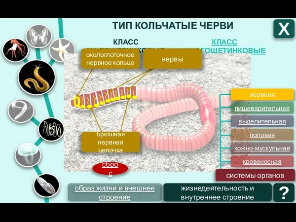 ТИП КОЛЬЧАТЫЕ ЧЕРВИ КЛАСС МНОГОЩЕТИНКОВЫЕ КЛАСС МАЛОЩЕТИНКОВЫЕ Х образ жизни и