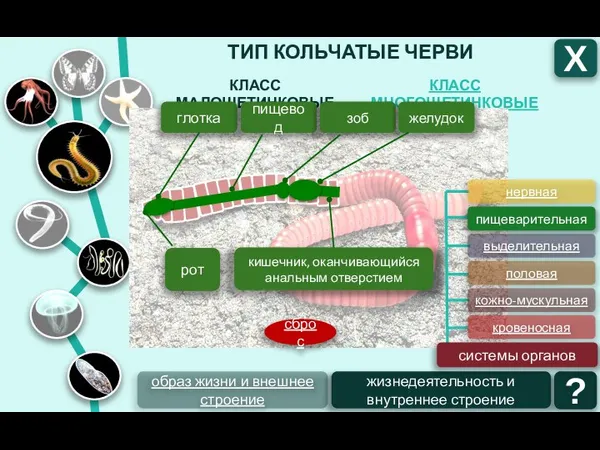 ТИП КОЛЬЧАТЫЕ ЧЕРВИ КЛАСС МНОГОЩЕТИНКОВЫЕ КЛАСС МАЛОЩЕТИНКОВЫЕ Х образ жизни и