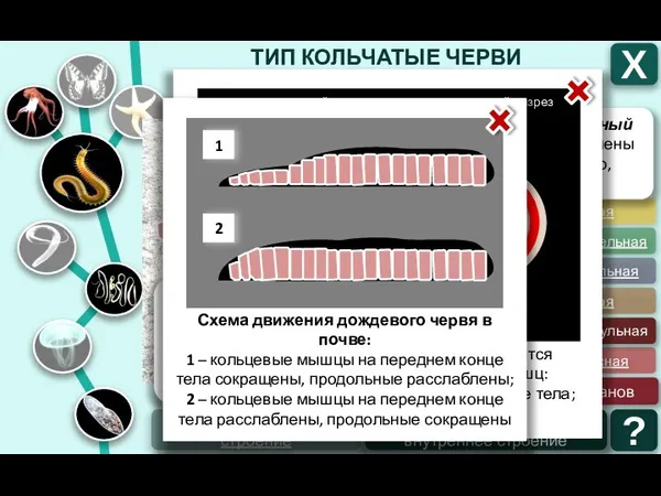 ТИП КОЛЬЧАТЫЕ ЧЕРВИ КЛАСС МНОГОЩЕТИНКОВЫЕ КЛАСС МАЛОЩЕТИНКОВЫЕ Х образ жизни и