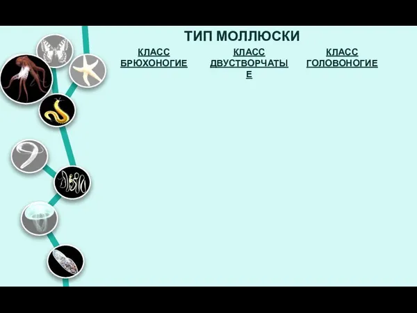 ТИП МОЛЛЮСКИ КЛАСС ДВУСТВОРЧАТЫЕ КЛАСС БРЮХОНОГИЕ КЛАСС ГОЛОВОНОГИЕ